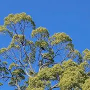 みどりの箱の画像