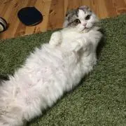 福ちゃんの画像