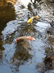 apの画像
