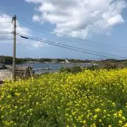 はとの画像