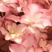 カオリン0821の画像
