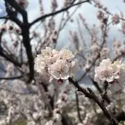 すーの画像