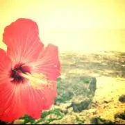 Tipii☺