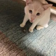 もぐの画像