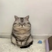 Tの画像