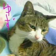 ゆず