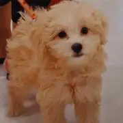 ネネ