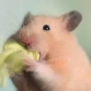 おまめたんの画像