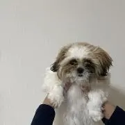 めんちゃん