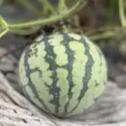 うししの画像