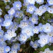小千花の画像