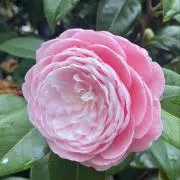 ☆☆pink Diamond☆☆☆の画像