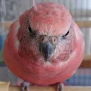 pinopino