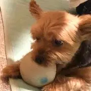悠