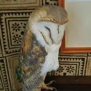 やまぽんの画像