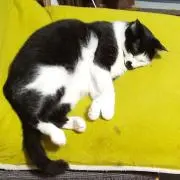 あまあま