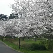 Yuelmi