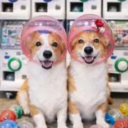Leeの画像