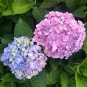 紫陽花の画像