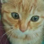 Tamara