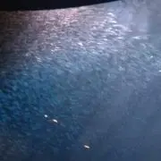 ゆき