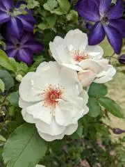 たまこ⁠⁠★お値下げ歓迎☆の画像
