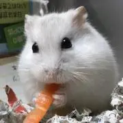 ハム