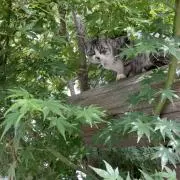 ユコリンの画像
