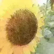 mogu moguの画像