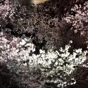 コケゴケサクラの画像