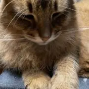 ゲロキャット昼寝中の画像