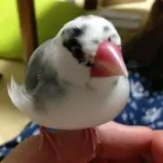 Java finchの画像