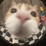 ぽゆさんの画像