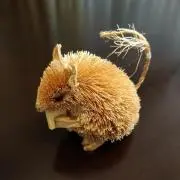 lilyの画像