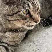 アリス