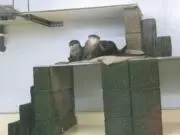 SUNの画像