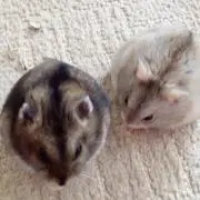 まかろんの画像