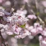まきの画像