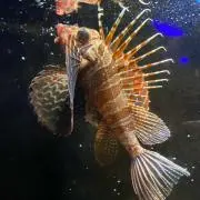 pippoの画像