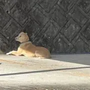 きしき
