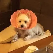 かおりん