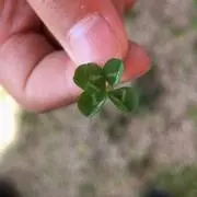 チョコの画像