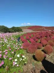 ホコリ＊rumbaの画像