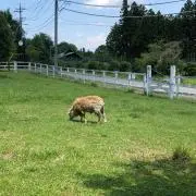 cozyの画像