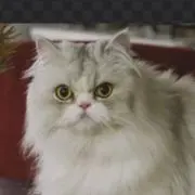 ルルの画像