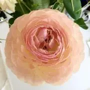 POKO POKOの画像