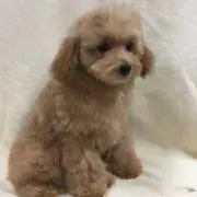 はるる☆断捨離中の画像