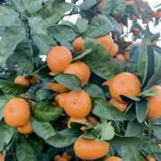 CITRUS FARMの画像