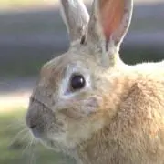 うさぎの画像