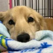 オレンジ